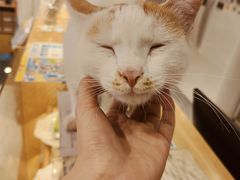 -猫的天空之城概念书店(丽江古城饮玉巷店)