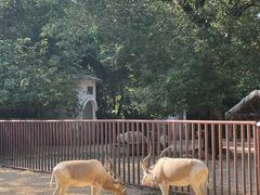-广州动物园