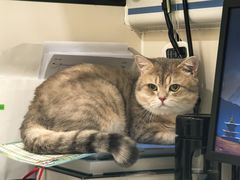 -萌兽医馆·犬猫专科·眼科中心·宠物医院(朝阳门分院)