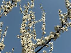 -桃花堤公园