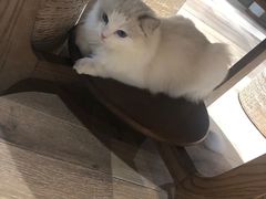 -瞄一喵猫咖(格力海岸店)