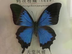 -蝴蝶泉公园