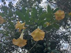 -野象谷景区