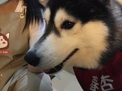 -Husky Go! 哈士奇体验馆·宠物咖啡厅狗咖