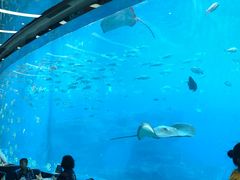 -瑞德姆美人鱼海底演艺主题餐厅(亚龙湾店)