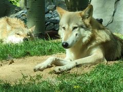 -北京野生动物园