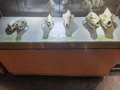 -河南自然博物馆