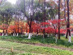 -东平国家森林公园