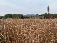 -苏州太湖湖滨国家湿地公园