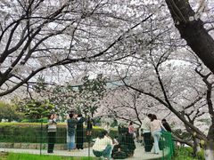 -武汉大学-樱园