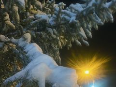 -原鄉本味 楚菜 丹江口鱼(北苑店)