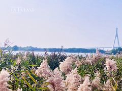 -芒洲湿地公园