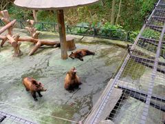 -深圳野生动物园