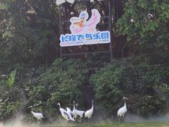 -广州长隆飞鸟乐园