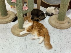 -喵园·猫主题咖啡厅·撸猫·猫咖(国贸店)