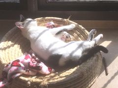 -莘程宠物医院(金山店)