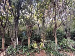 -外滩·云南人家(昆明旗舰店)