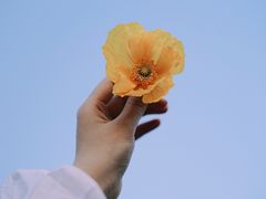 -大塘金香草谷