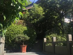 -十八棵（老龙井）御茶园(老龙井店)
