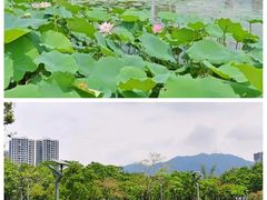 -飞来湖湿地公园