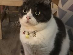 -海边的猫和咖啡馆