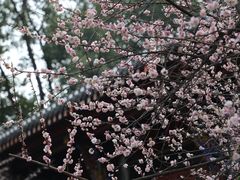 -青羊宫