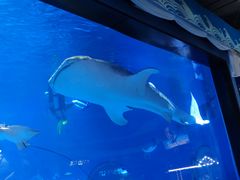 -烟台海昌鲸鲨海洋公园