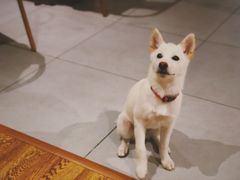 -柴务处·柴犬主题狗咖