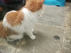 -猫咪博物馆(顶澳仔猫街店)