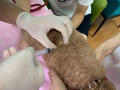 -北京观赏动物医院·24小时大型综合·猫专科·异宠专科