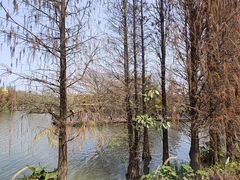 -海珠湖公园