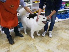 -宠爱有家宠物店(环镇北路店)