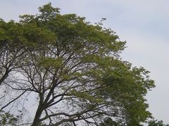 -胡里山炮台