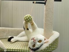 -东莞宠友24H宠物中心医院·转诊夜诊·异宠(新河北路院)