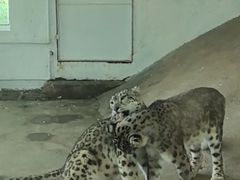 -青藏高原野生动物园
