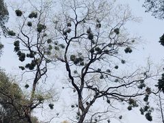 -广州市白云山风景名胜区