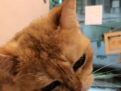 -猫咪派对(江南西店)