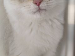 -东方名猫馆·英短金渐层布偶猫舍(环线广场1号楼店)