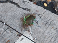 -马王堆海鲜水产市场