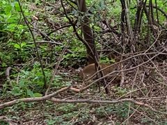 -北京麋鹿生态实验中心