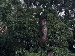 -雁南飞茶田景区