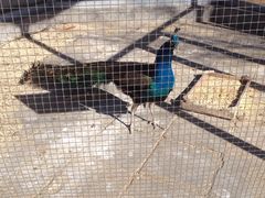 -意大利农场度假村