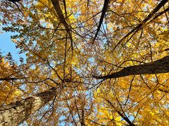 -长白岛森林公园