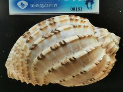 -贝壳梦幻世界