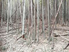 -穹窿山景区