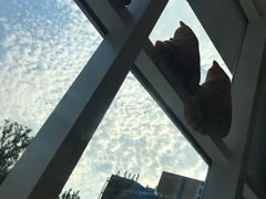 -飞行喵MR PILOT|猫舍·猫咖(静安大融城店)