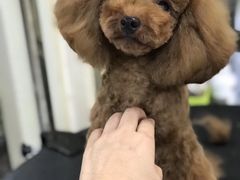 -多卡布奇宠物生活馆(上林世家店)