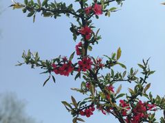 -武汉紫薇都市田园