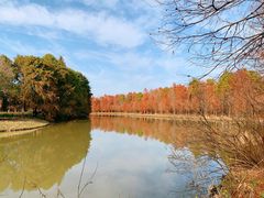 -上海海湾国家森林公园