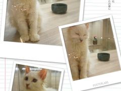 -飞行喵MR PILOT|猫舍·猫咖(静安大融城店)